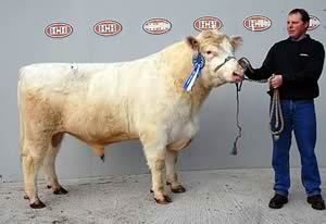 Parton Spotlight 2nd - 2,800gns