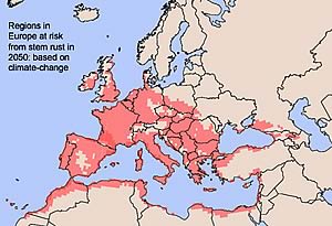 Regions in Europe at risk from black stem rust in 2050: based on climate-change