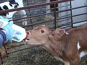 calf feeding