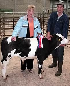 champion calf