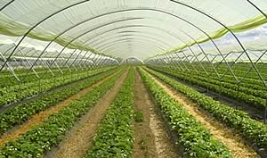 polytunnel