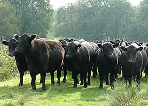 aberdeen angus