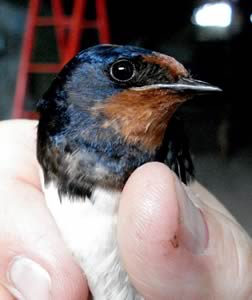 Barn Swallow 