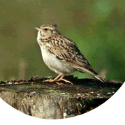 woodlark