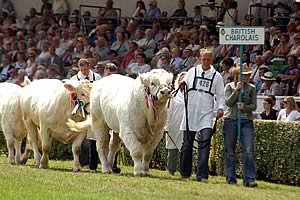 cattle parade