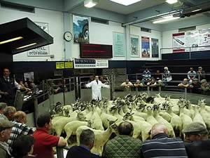 sheep sale
