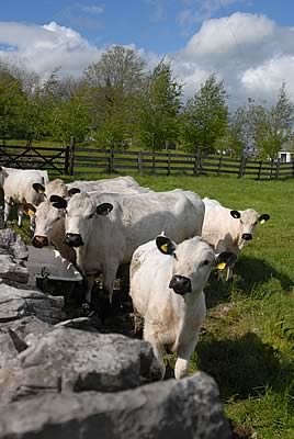 British White cattle at Savin Hill