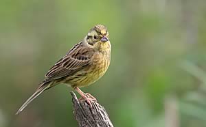 Yellowhammer by Tom Marshall RSPB