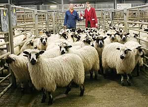 Ken Lister receives the Masham Wether Lambs trophy from Skipton Auction Mart’s Heather Stoney.