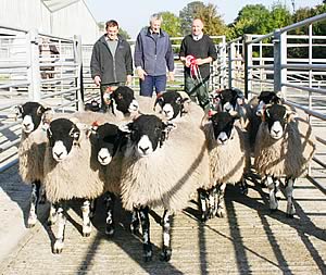 Swaledales champions