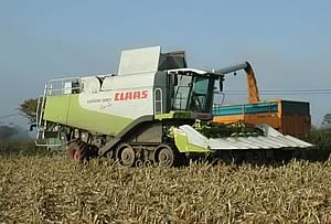 maize harvesting