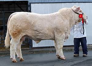 Brynffanigl Backbone, the day’s leader at 4,000gns