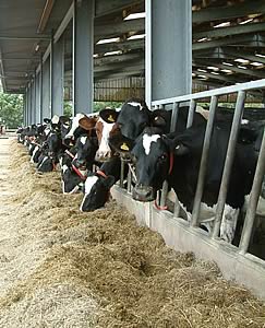 cows feeding