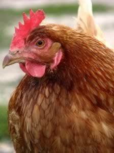 hen