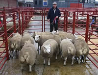 longtown prime sheep