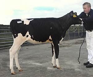 Smiddiehill Goldwyn Pledge