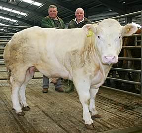 Skipton young bulls champion