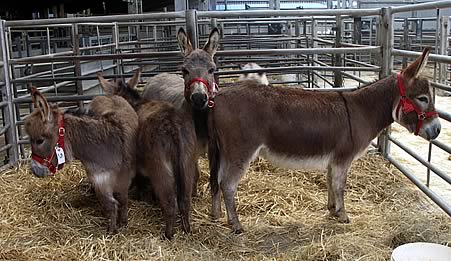 Mediterranean Miniature Donkeys