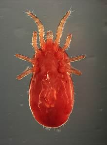 red mite