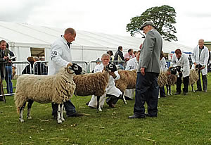 sheep judging