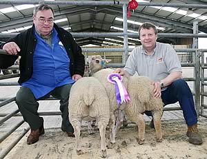 charollais prime lamb champions