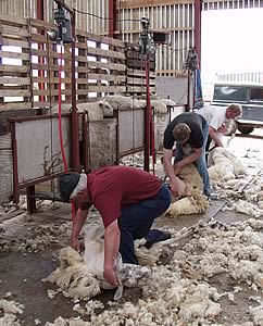 sheep shearing