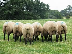 New Zealand Suffolk Sheep