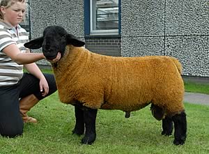Cairness ram lamb