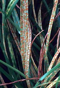 crown rust