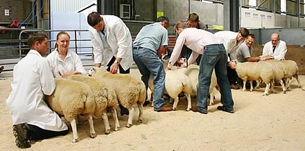 Beltex National Progeny Show