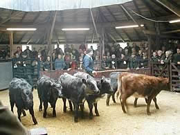 suckled calf sale