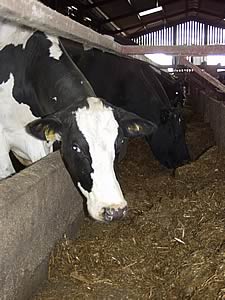 dairy cattle feeding