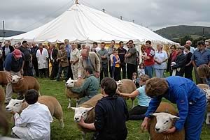 Builth Wells ram sale