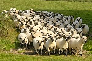 Hampshire Down sheep