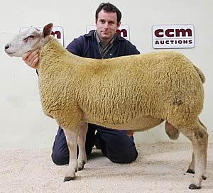 Richard Geldard with his Skipton Charollais ram champion