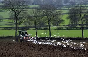 ploughing