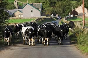 dairy cows