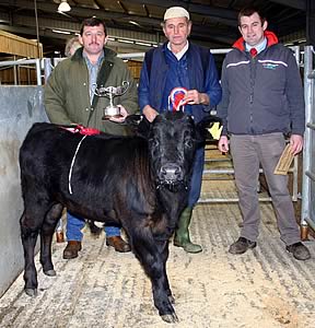 Skipton Christmas calves champion