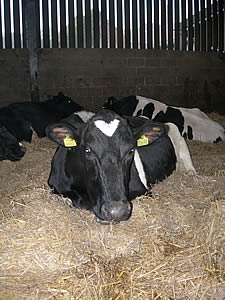 Straw bedding