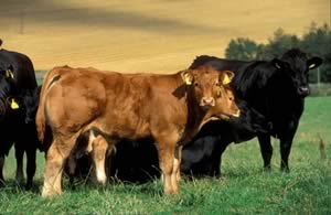 beef cattle