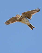 Skylark