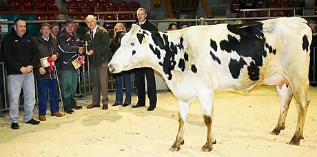 Craven Dairy Auction December champion