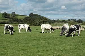 beef cattle and sheep