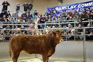 Ballymena sale ring