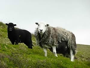 Herdwick ewe and lamb