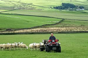 farmer and sheep