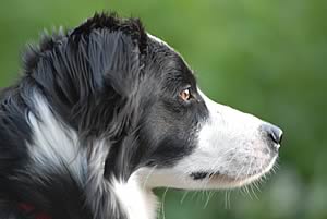 Collie Dog