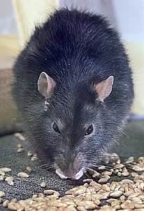 Brown rat