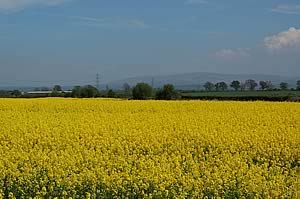 Oilseed crop