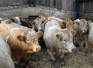 british beef cattle